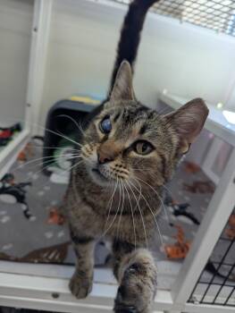 Scar -  Domestic Short Hair Cat for Adoption in Oconto, Wisconsin - Scar | PetCurious