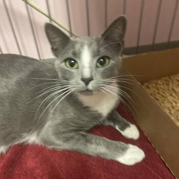 Sassy -  Domestic Short Hair Cat for Adoption in Branson, Missouri - Sassy | PetCurious