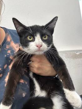 Rigby -  Domestic Short Hair Cat for Adoption in Thousand Oaks, California - Rigby | PetCurious
