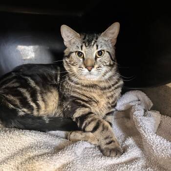 Harvey -  Domestic Short Hair Cat for Adoption in Rocky Mount, Virginia - Harvey | PetCurious