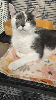 Mako -  Domestic Short Hair Cat for Adoption in Martinsville, Indiana - Mako | PetCurious