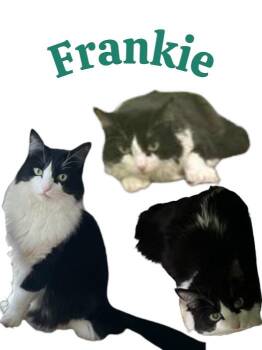 Frankie MS 1015 (Front Paw Declawed) -  Domestic Long Hair Cat for Adoption - Frankie MS 1015 (Front Paw Declawed) | PetCurious
