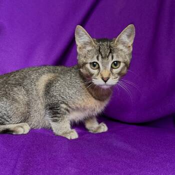 SUNNY -  Abyssinian Cat for Adoption in Rowland Heights, California - SUNNY | PetCurious