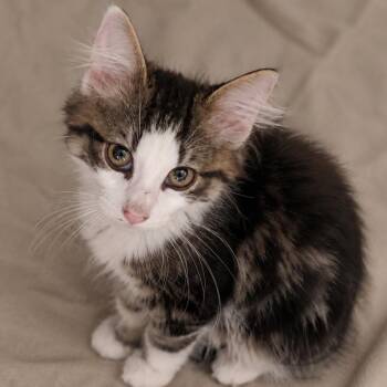 Finney -  Domestic Medium Hair Cat for Adoption in Lemoyne, Pennsylvania - Finney | PetCurious