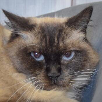 Rescue Himalayan and Domestic Long Hair Cats for Adoption in Huntley, Illinois - Jack | PetCurious