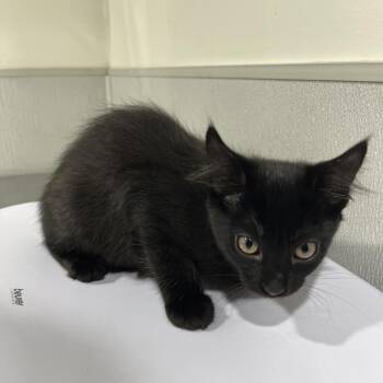 Domestic Short Hair Cats Available for Adoption in Tampa, Florida - Tia | PetCurious