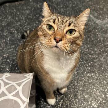 Stella -  Domestic Short Hair Cat for Adoption in Waltham, Massachusetts - Stella | PetCurious