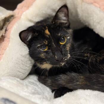 Domestic Short Hair Cats Available for Adoption - Pixi | PetCurious