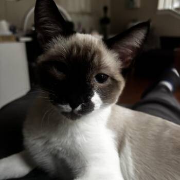 Cotton - Home to Home -  Siamese Cat for Adoption in South Elgin, Illinois - Cotton - Home To Home | PetCurious