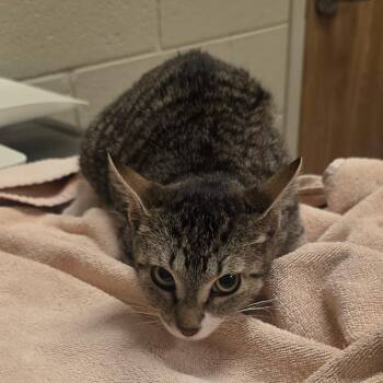 Domestic Short Hair Cats Available for Adoption in Bristol, Indiana - Eleanor | PetCurious