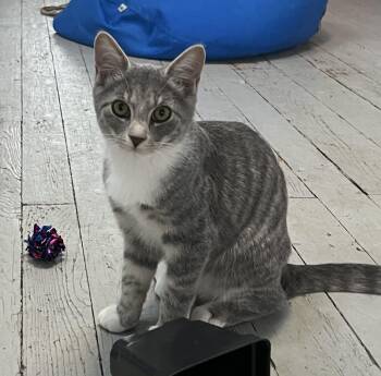 Rescue Domestic Short Hair Cats for Adoption in Buffalo, New York - Marcy | PetCurious