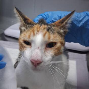 Minxy -  Domestic Short Hair Cat for Adoption in Summerville, South Carolina - Minxy | PetCurious