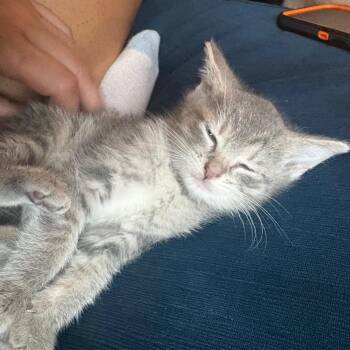 Marge -  Domestic Short Hair Cat for Adoption in La Grange, Kentucky - Marge | PetCurious