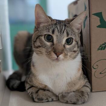 Nova -  Domestic Short Hair Cat for Adoption in Reno, Nevada - Nova | PetCurious