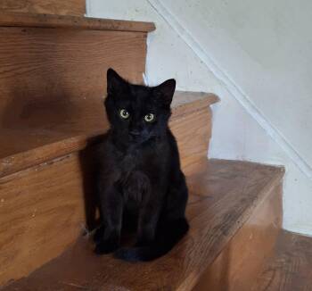 Midnight & Morocco -  Domestic Short Hair Cat Available for Adoption in Philadelphia, Pennsylvania - Midnight & Morocco | PetCurious