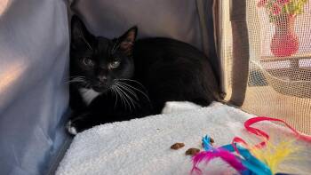 Firecracker -  Domestic Short Hair Cat for Adoption in Deltona, Florida - Firecracker | PetCurious