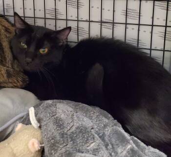 Domestic Short Hair Cats Available for Adoption - Mike | PetCurious