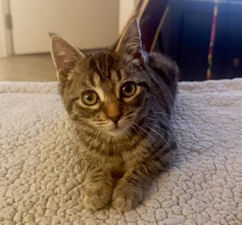 Domestic Short Hair Cats Available for Adoption in New York, New York - Kyle (and Sean) | PetCurious