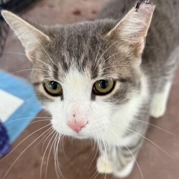 Rescue Domestic Short Hair Cats for Adoption in Midland, Texas - Roosevelt | PetCurious