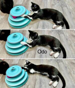 Odo -  Domestic Short Hair and Tuxedo Cat for Adoption in St. George, Utah - Odo | PetCurious
