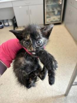 Zoe -  Domestic Short Hair Cat for Adoption in Lafayette, Indiana - Zoe | PetCurious