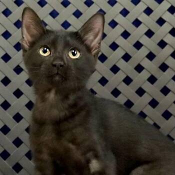 Domestic Short Hair Cats Available for Adoption - Sooty | PetCurious