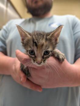 Trixie -  Domestic Short Hair Cat Available for Adoption in Douglasville, Georgia - Trixie | PetCurious