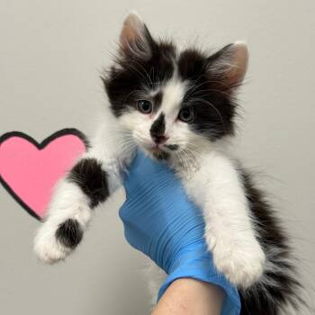 Pop -  Domestic Short Hair Cat for Adoption in Spring Hill, Kansas - Pop | PetCurious