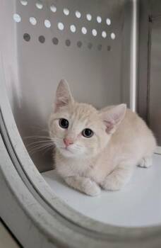 SPICY -  Domestic Short Hair Cat for Adoption in St. Peters, Missouri - SPICY | PetCurious
