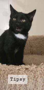 Rescue Domestic Short Hair Cats for Adoption in Oviedo, Florida - Tipsy | PetCurious