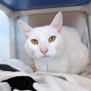 Domestic Short Hair Cats Available for Adoption in Warwick, Rhode Island - Ida | PetCurious