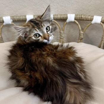 Ainsley -  Domestic Long Hair Cat for Adoption in Medford, Oregon - Ainsley | PetCurious