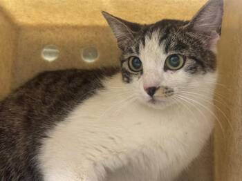Domestic Short Hair Cats Available for Adoption in Moreno Valley, California - A550217 | PetCurious