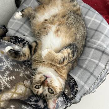 Domestic Short Hair Cats Available for Adoption in El Cajon, California - Aura | PetCurious