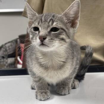 Finn -  Domestic Short Hair Cat for Adoption in Canton, Illinois - Finn | PetCurious