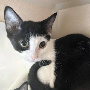 Hudsona -  Domestic Short Hair Cat for Adoption in Gloucester, Virginia - Hudsona | PetCurious