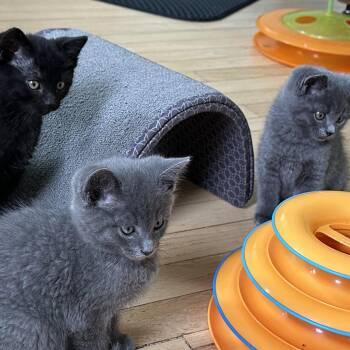 Domestic Short Hair Cats Available for Adoption in Clifton, New Jersey - Kittens Almost Ready- Siblings  | PetCurious