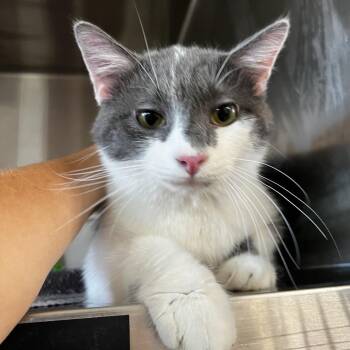 Mustard -  Domestic Medium Hair Cat for Adoption in Harrisville, West Virginia - Mustard | PetCurious