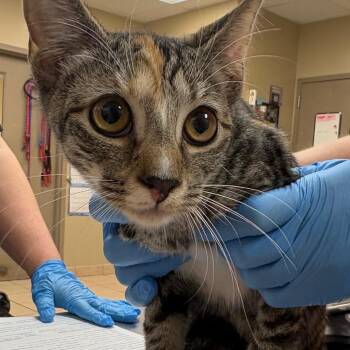 Trixie -  Domestic Short Hair Cat for Adoption in Birmingham, Alabama - Trixie | PetCurious
