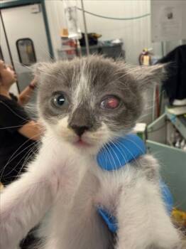 *PROSPERO -  Domestic Short Hair Cat for Adoption in Woodland, California - *PROSPERO | PetCurious