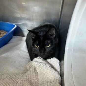 Domestic Short Hair Cats Available for Adoption in Bristol, Indiana - Salem | PetCurious