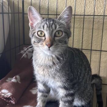 Nutmeg & Cinnamon -  Domestic Short Hair Cat for Adoption in Springfield, Missouri - Nutmeg & Cinnamon | PetCurious