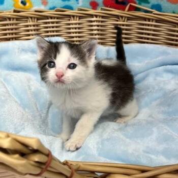 Nate -  Domestic Medium Hair Cat for Adoption in Benld, Illinois - Nate | PetCurious