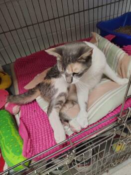 Lola -  Domestic Short Hair Cat for Adoption in Elmwood Park, New Jersey - Lola | PetCurious
