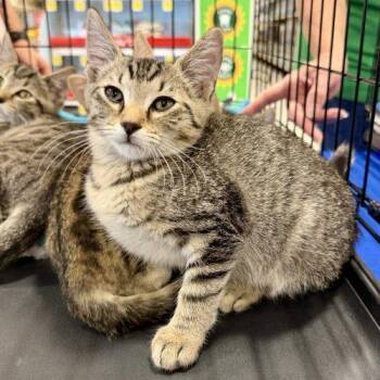 Spyke -  Tabby and Domestic Short Hair Cat for Adoption in Knoxville, Tennessee - Spyke | PetCurious