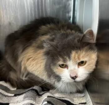 Domestic Short Hair Cats Available for Adoption - 44394638 | PetCurious