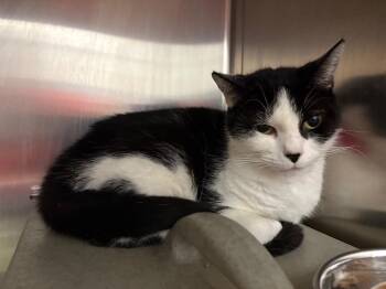 Domestic Short Hair Cats Available for Adoption in Powell, Ohio - Artemis | PetCurious