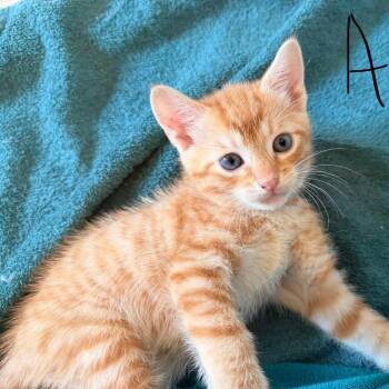 Aion -  Domestic Short Hair Cat for Adoption in Auburn, Alabama - Aion | PetCurious