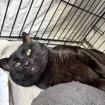 Twilight -  Domestic Short Hair Cat for Adoption in New York, New York - Twilight | PetCurious