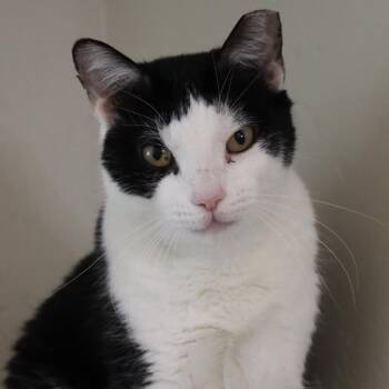 Catfish -  Domestic Short Hair Cat for Adoption in Tucson, Arizona - Catfish | PetCurious